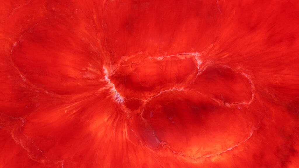 a close up view of a red flower